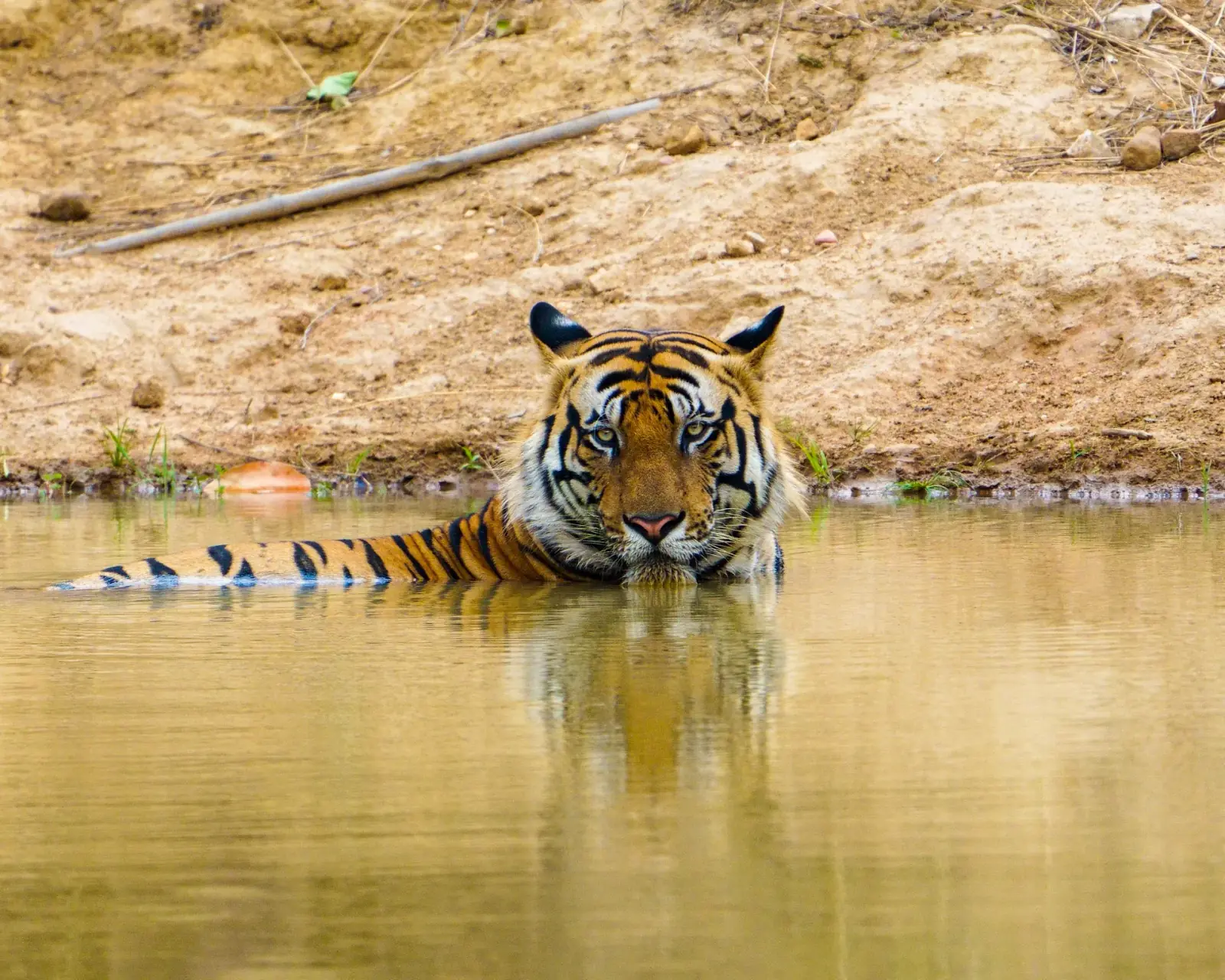 Bandhavgarh