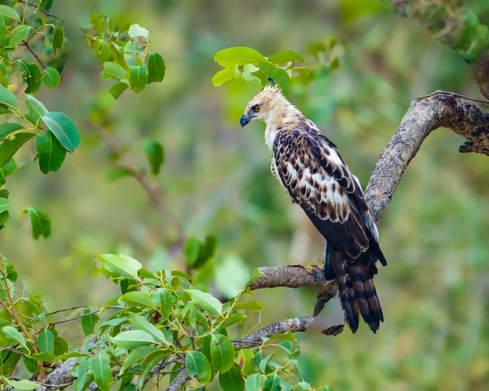 Changeable hawk-eagle