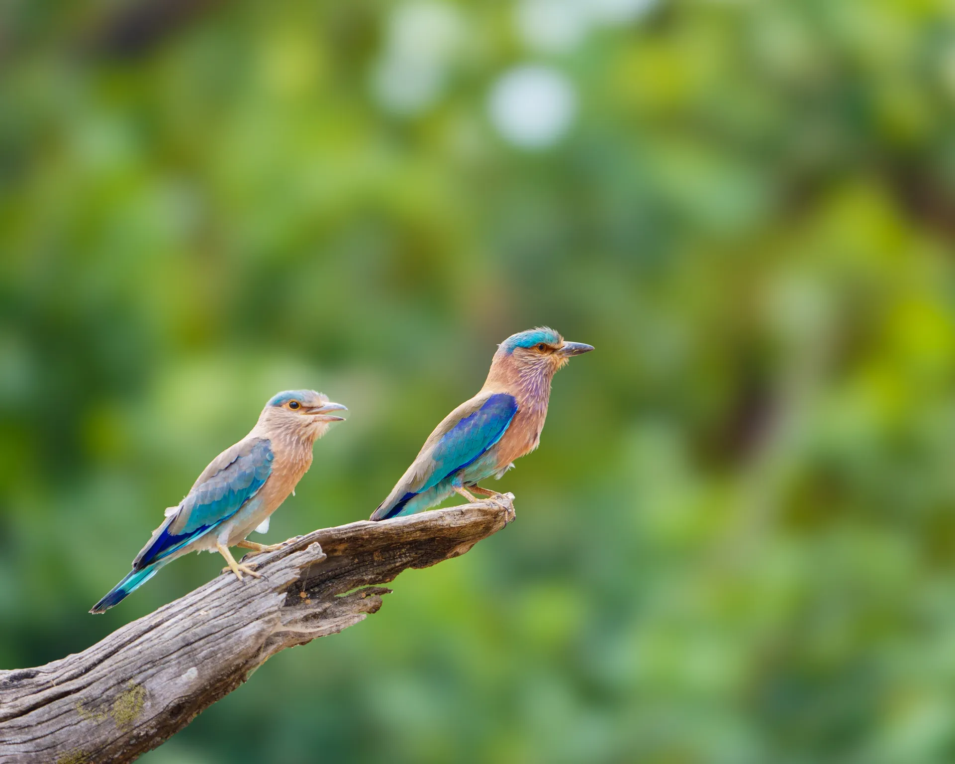 Indian roller
