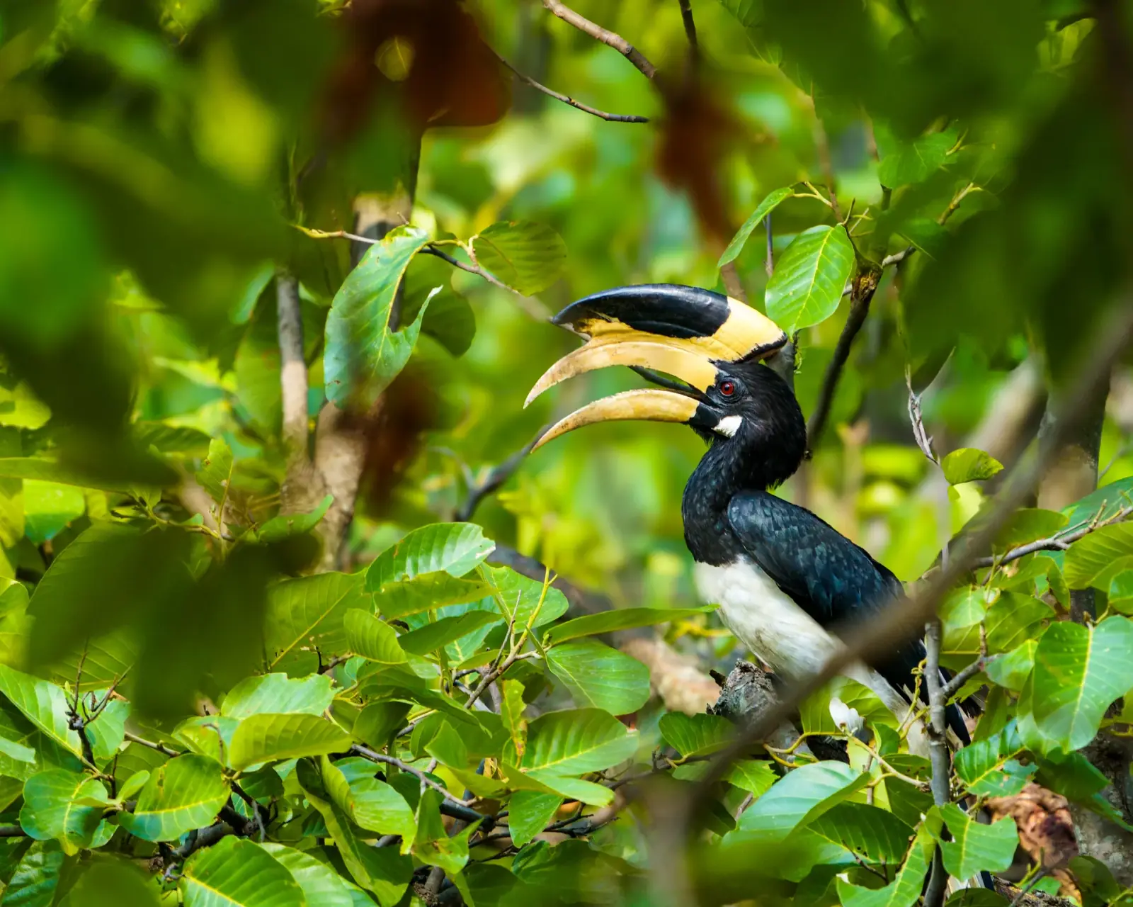 Pied hornbill