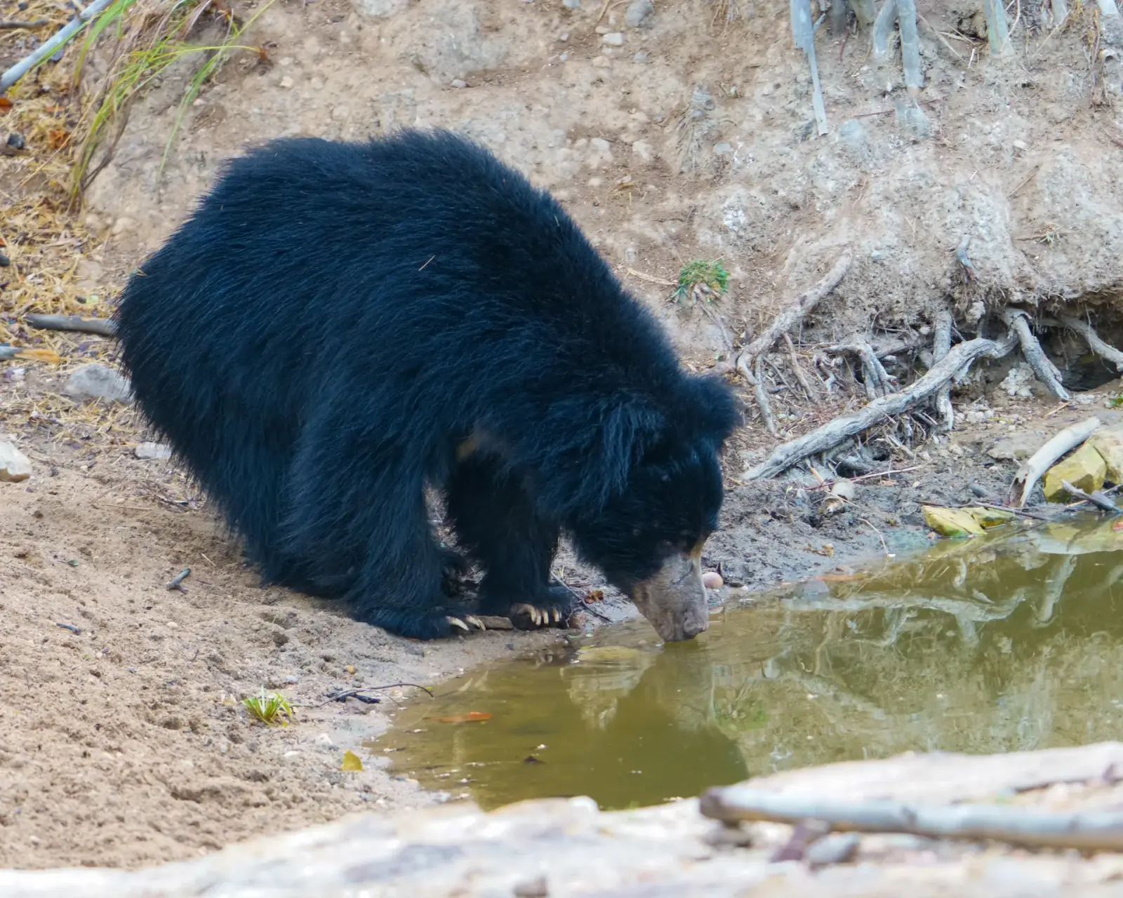Sloth bear