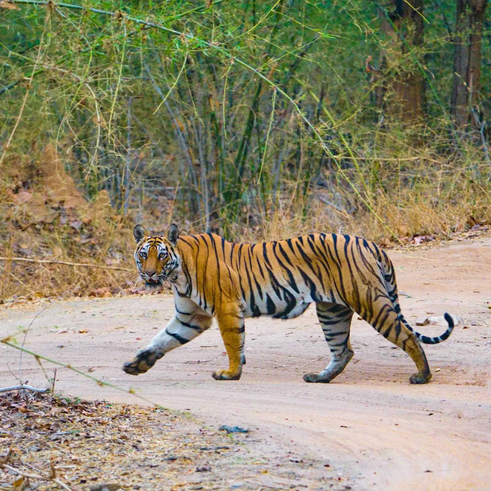 Tiger crossing the track