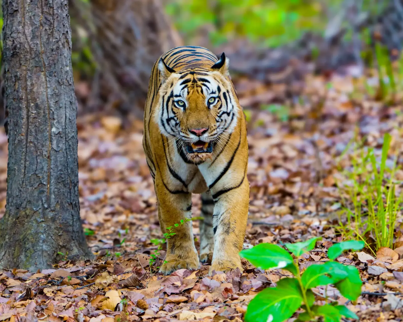 A tiger head-on