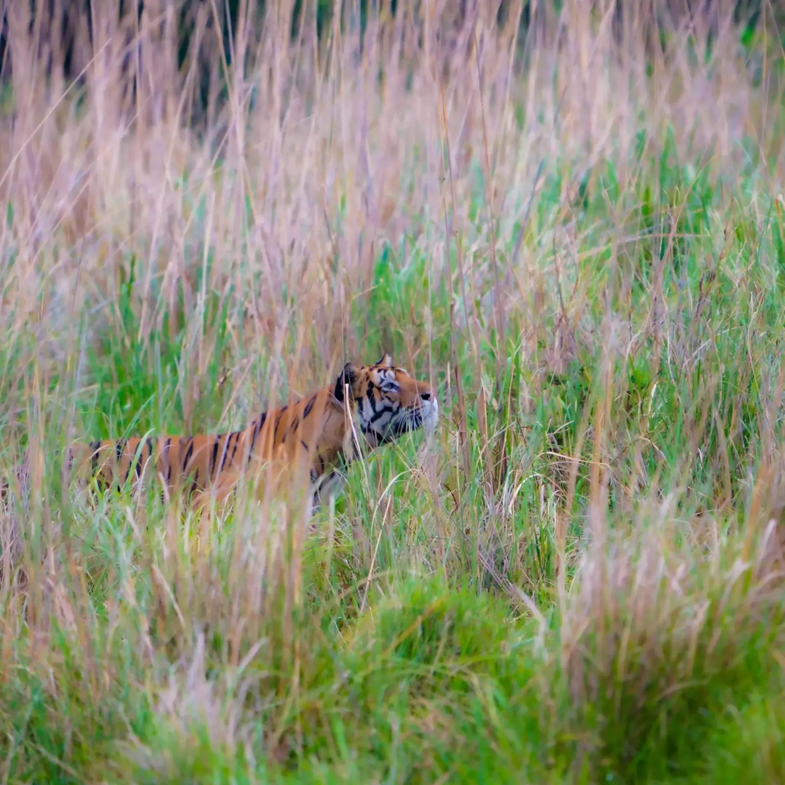 On the hunt, Tala zone