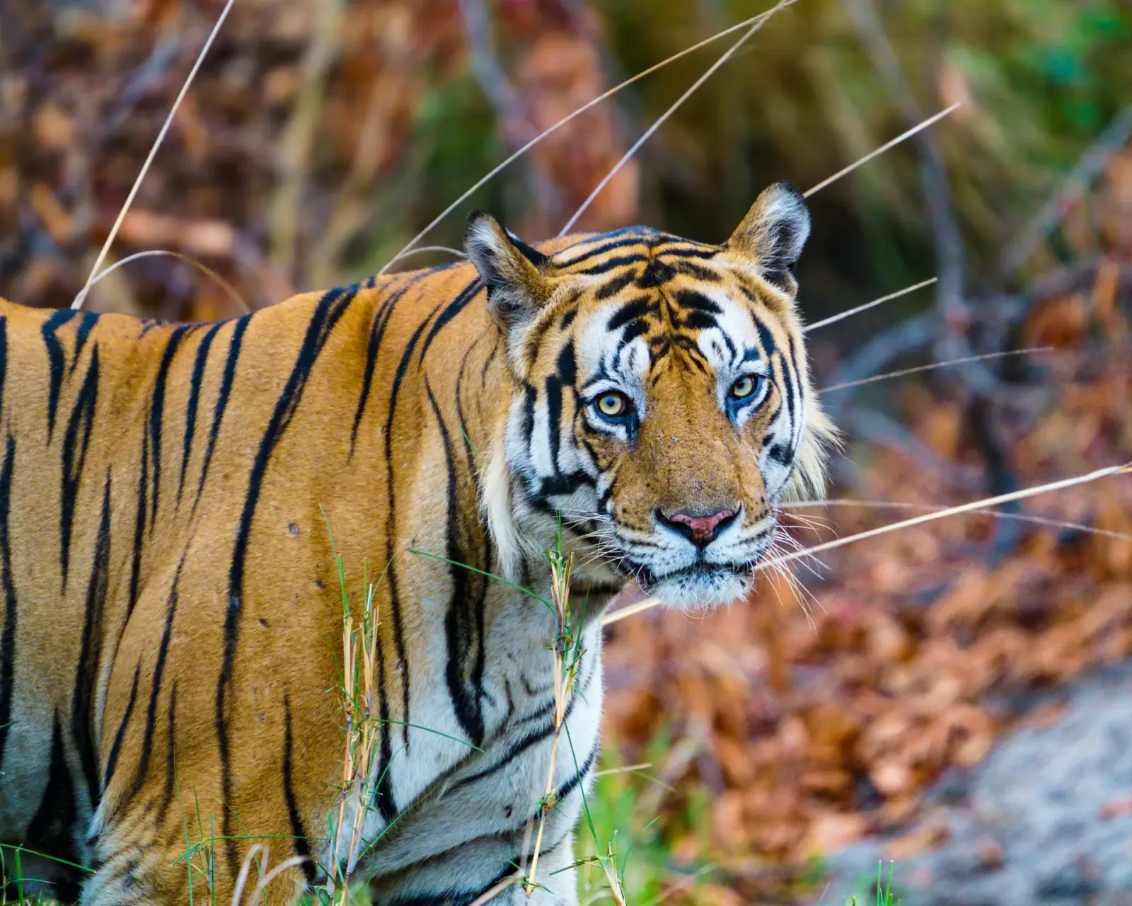 A tiger at ease