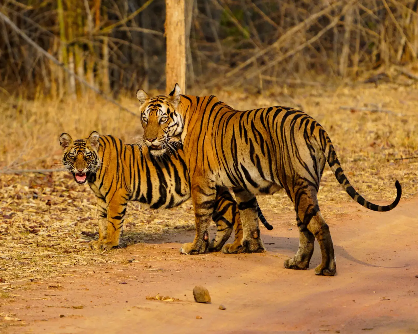 Tigress and cub