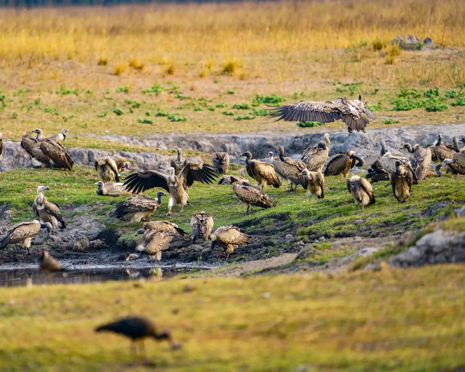 Vultures at a kill