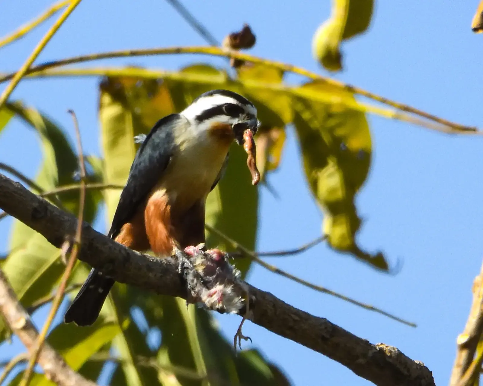 Collared falconet