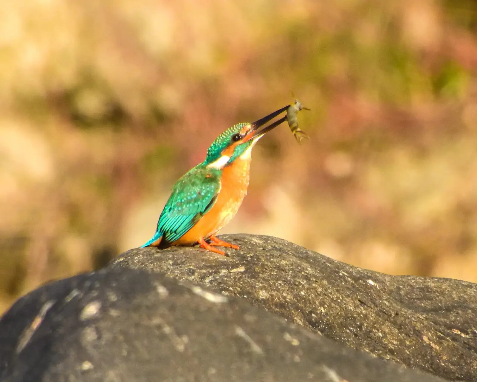 Common kingfisher