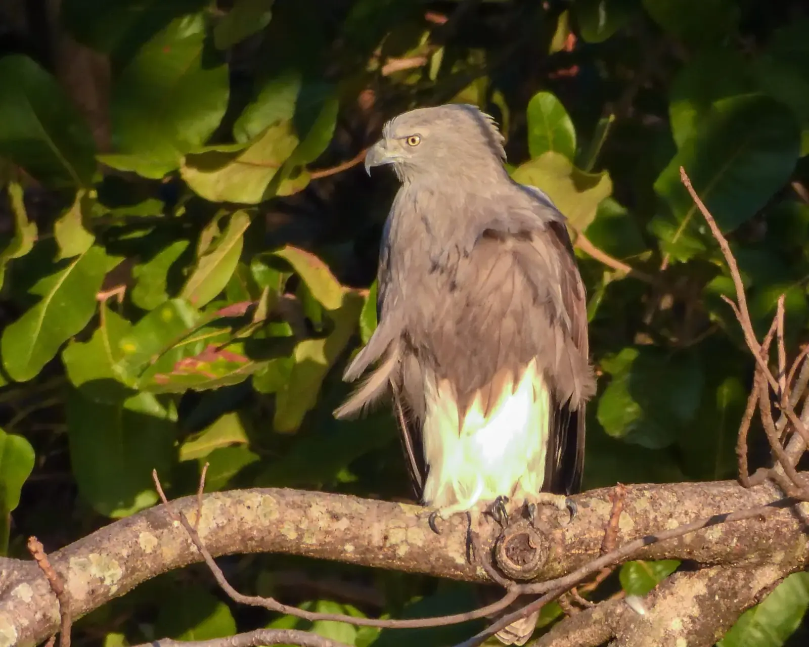 Grey-headed fish eagle