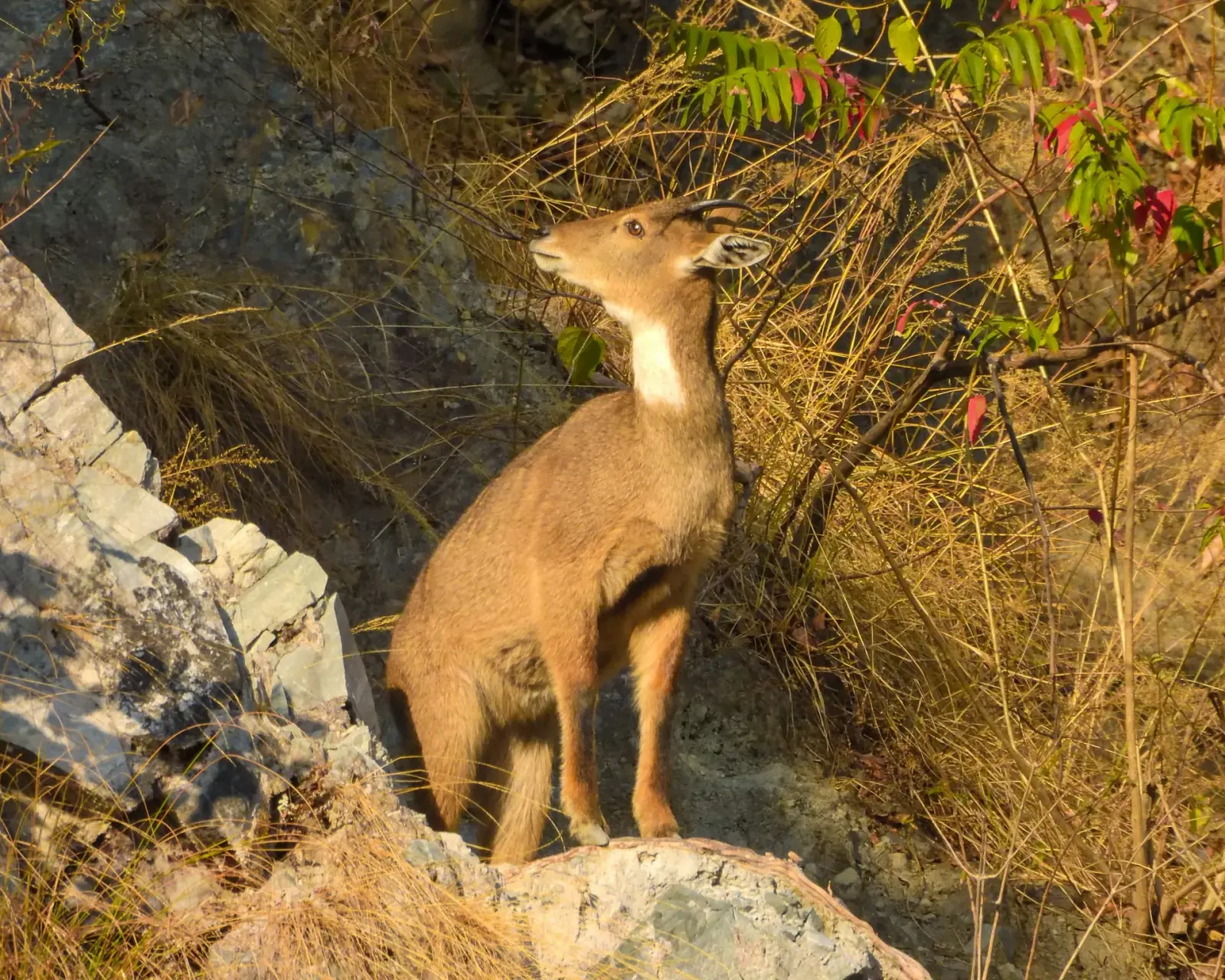 Himalayan goral