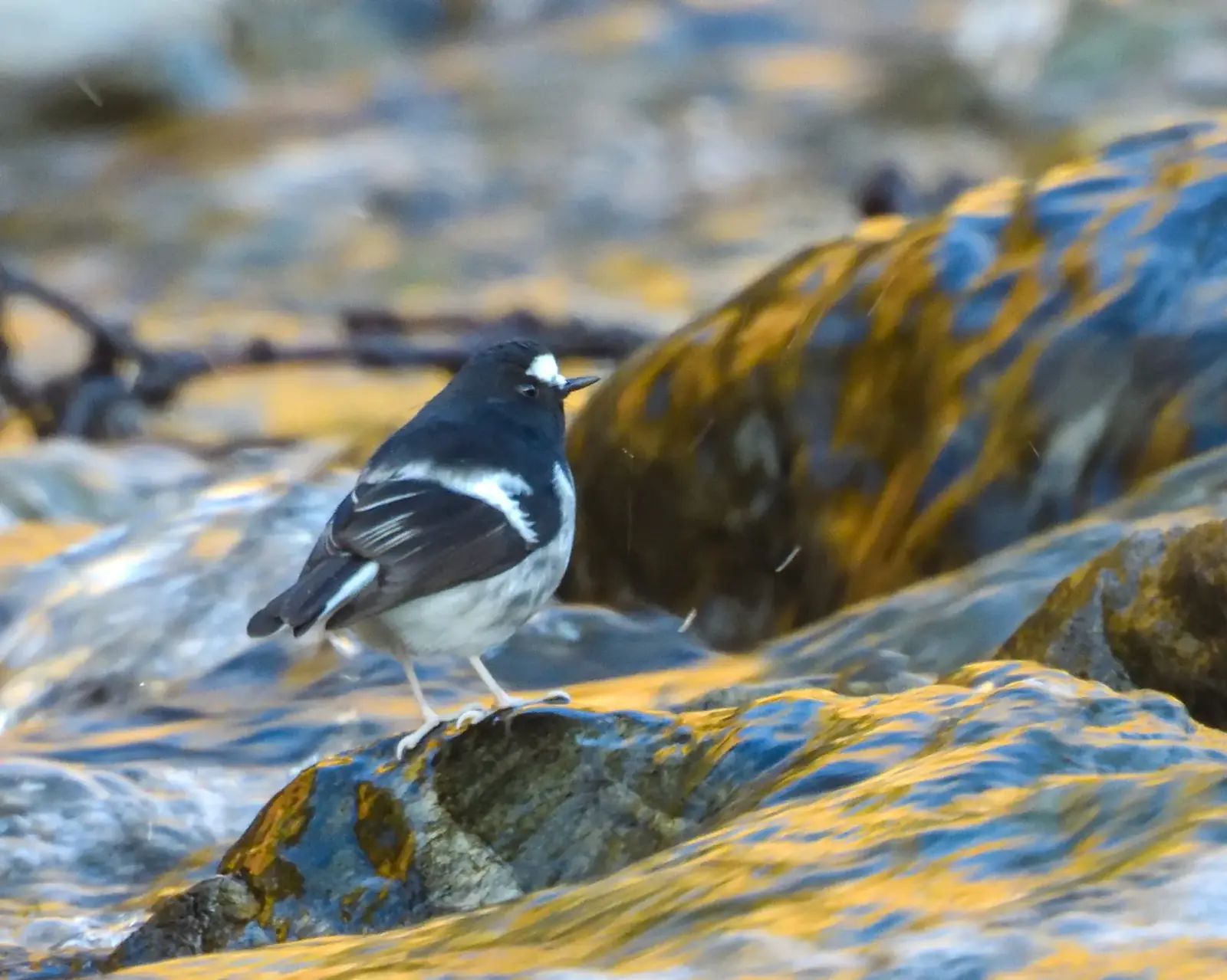 Little forktail