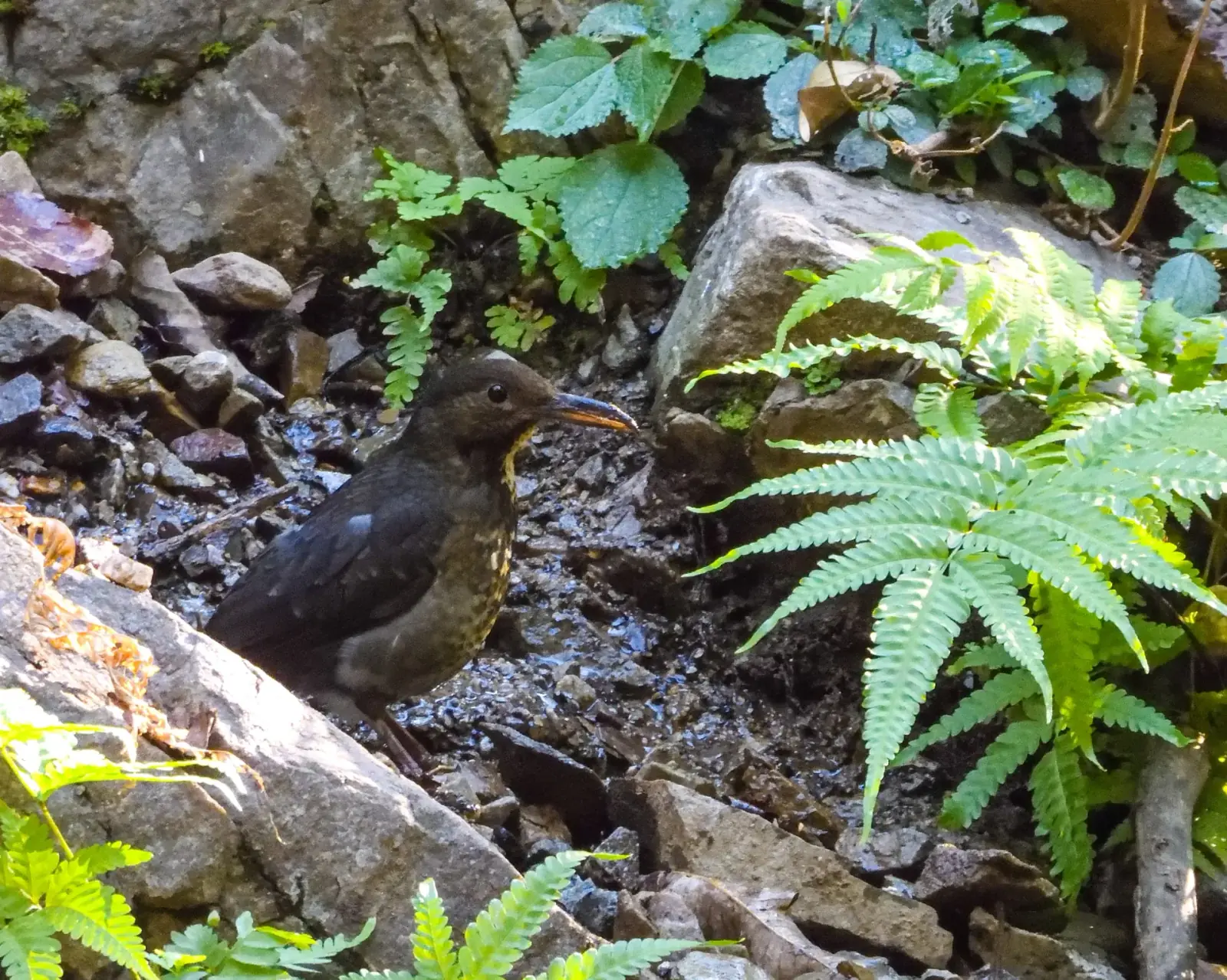 Long-billed thrush
