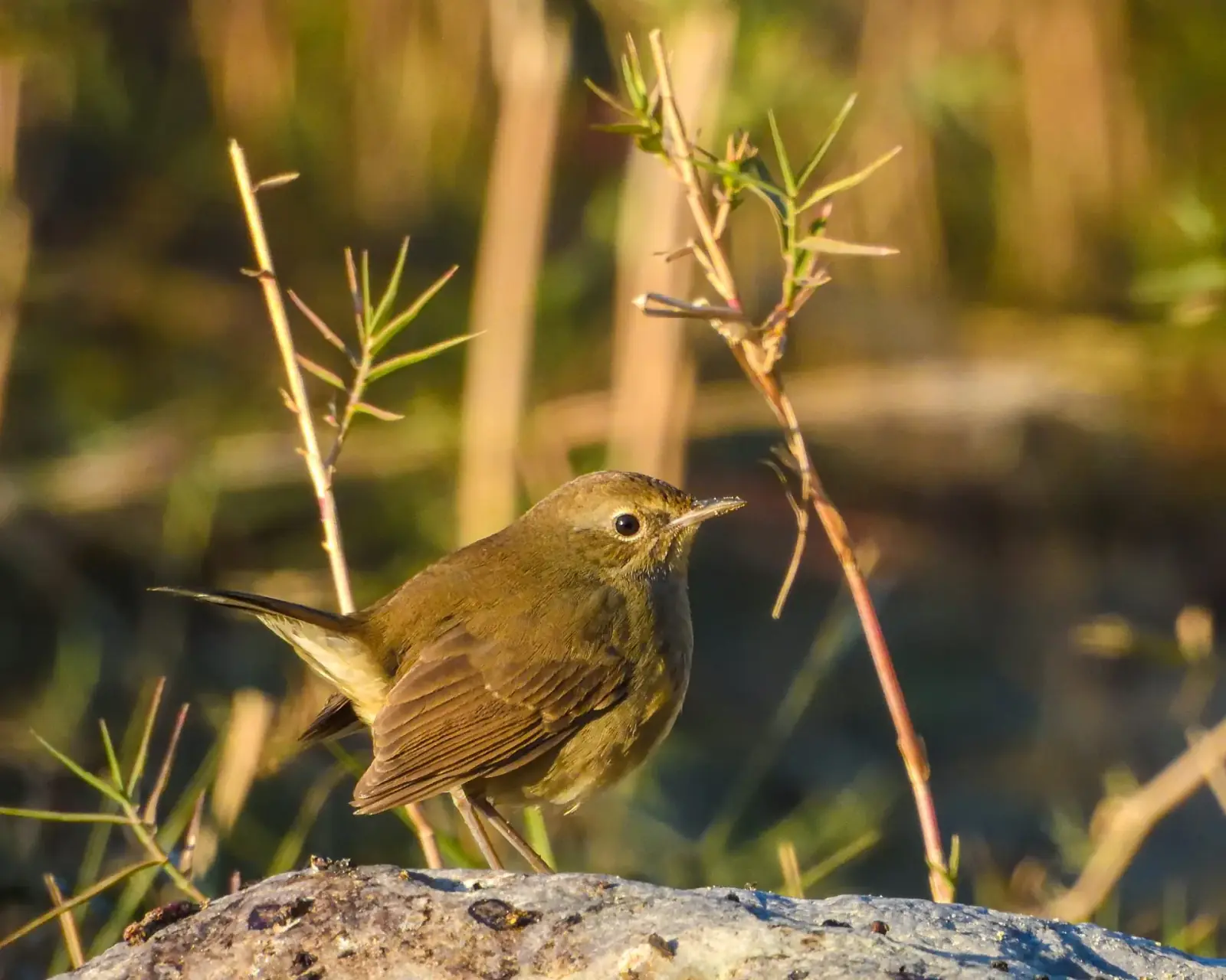Siberian rubythroat