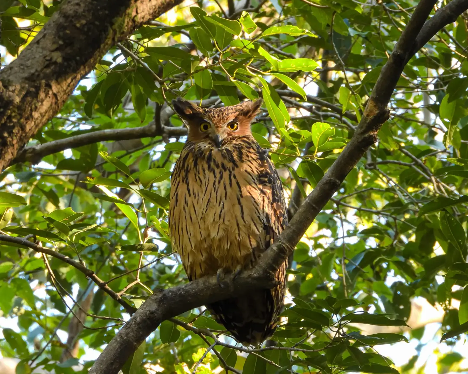 Tawny fish owl