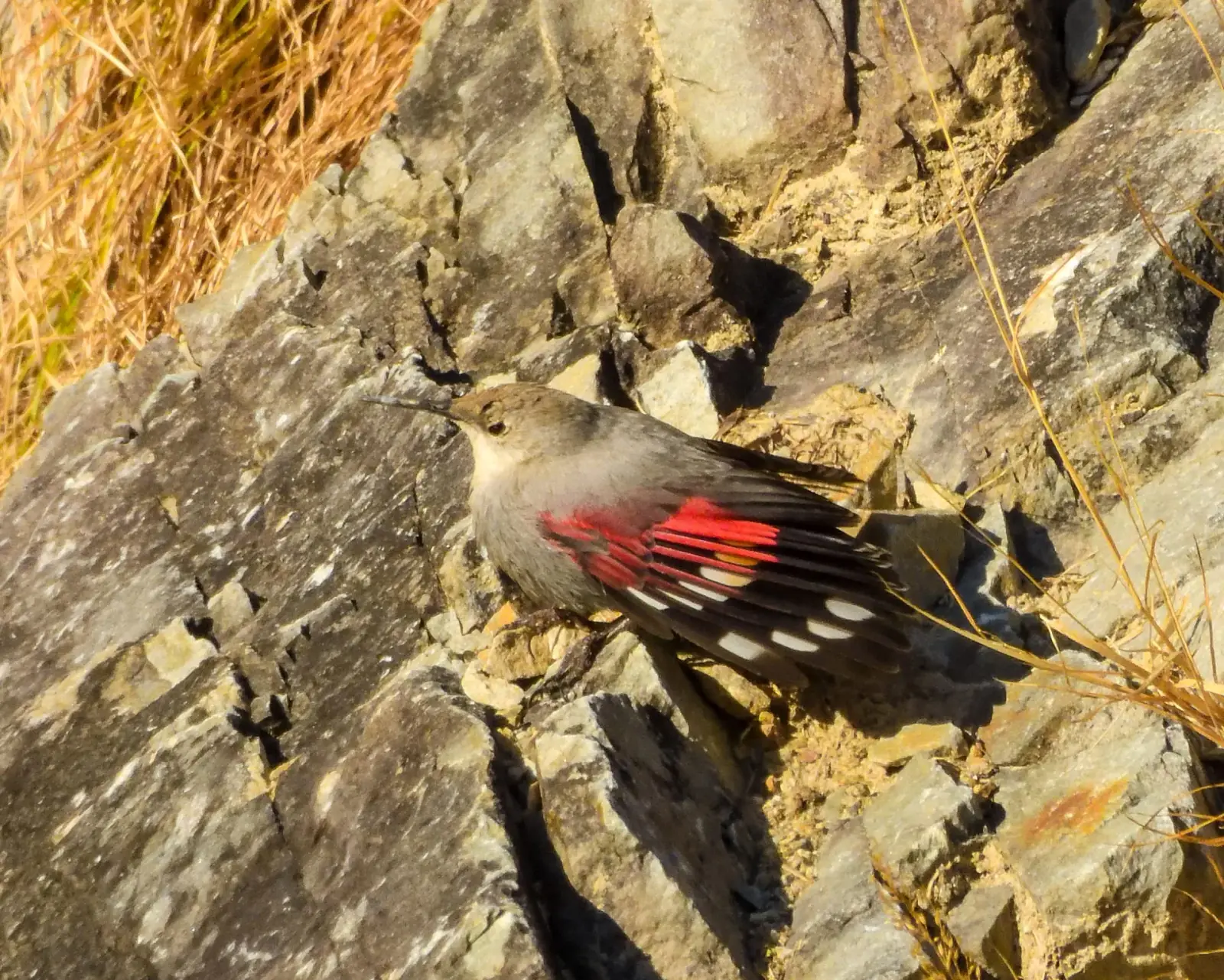 Wallcreeper