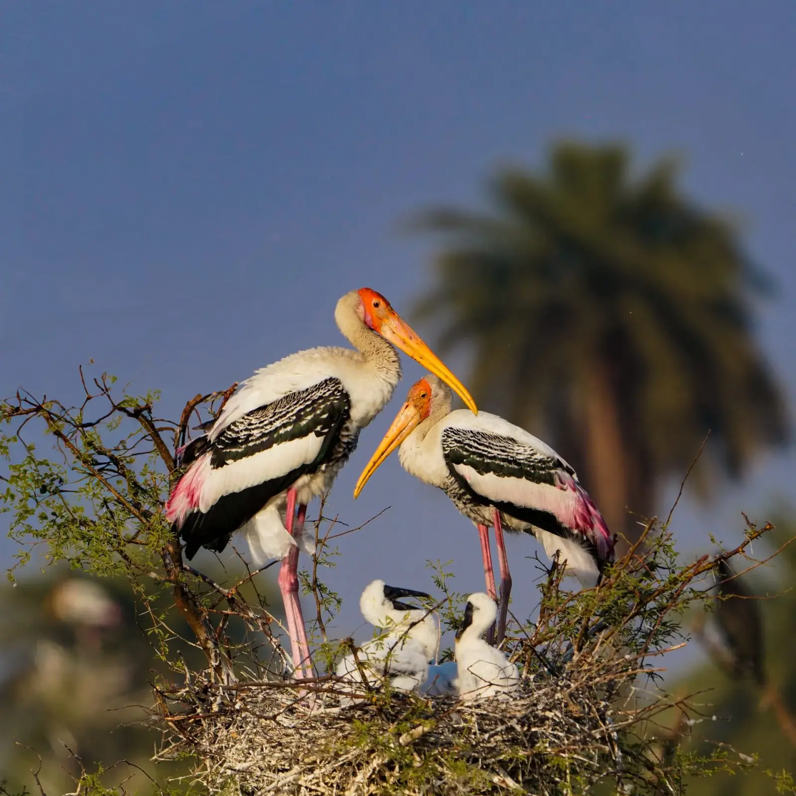 Bharatpur Bird Sanctuary