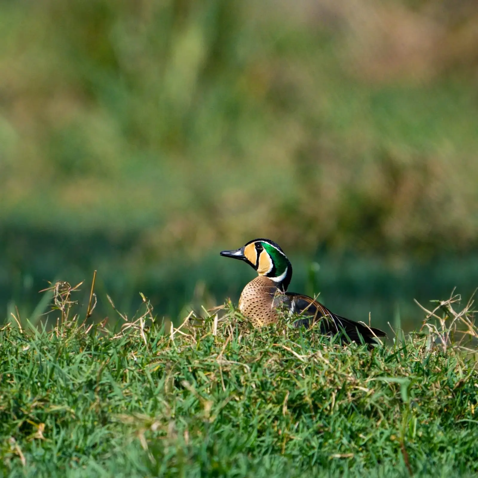 Baikal teal