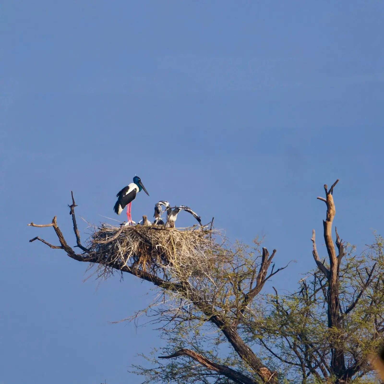 Black-necked stork