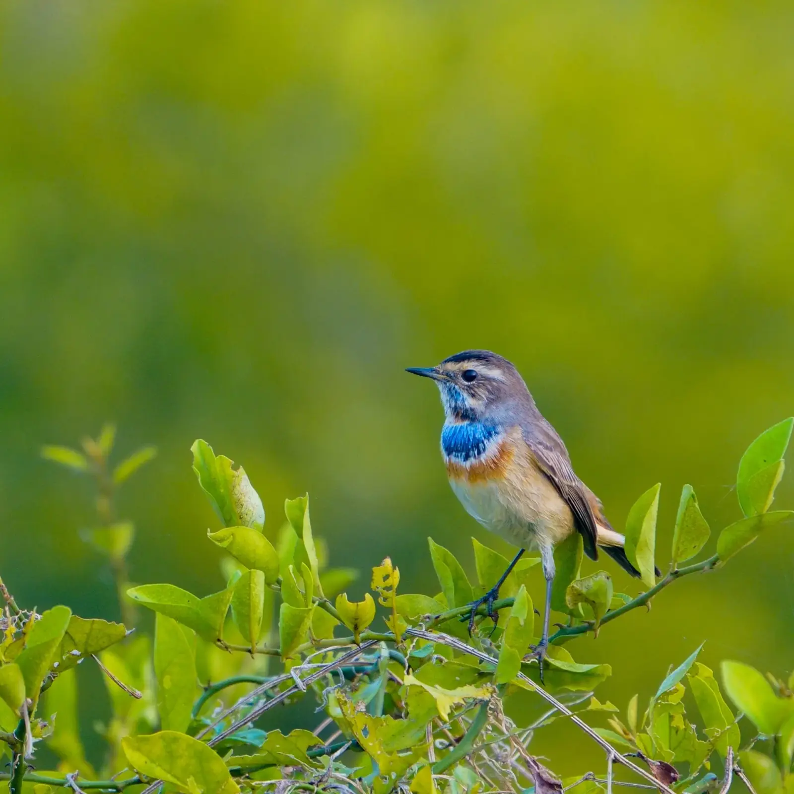Bluethroat