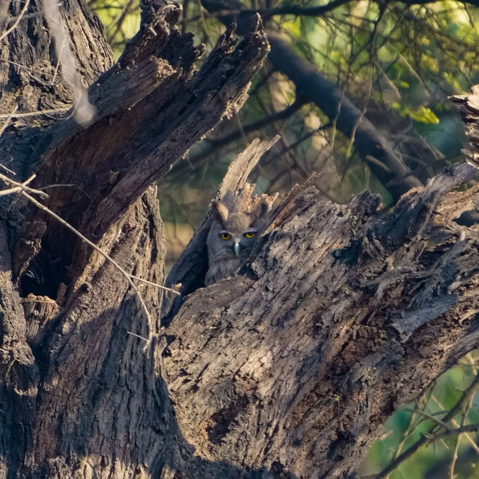 Dusky eagle-owl