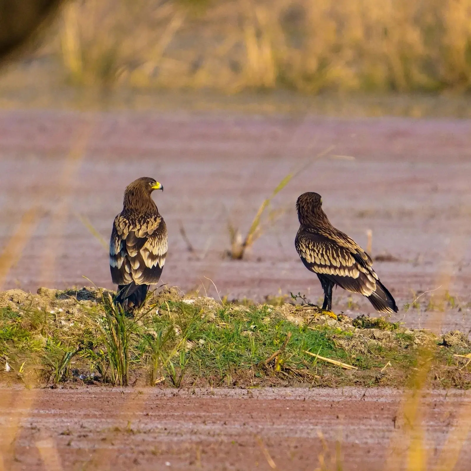 Eastern imperial eagle