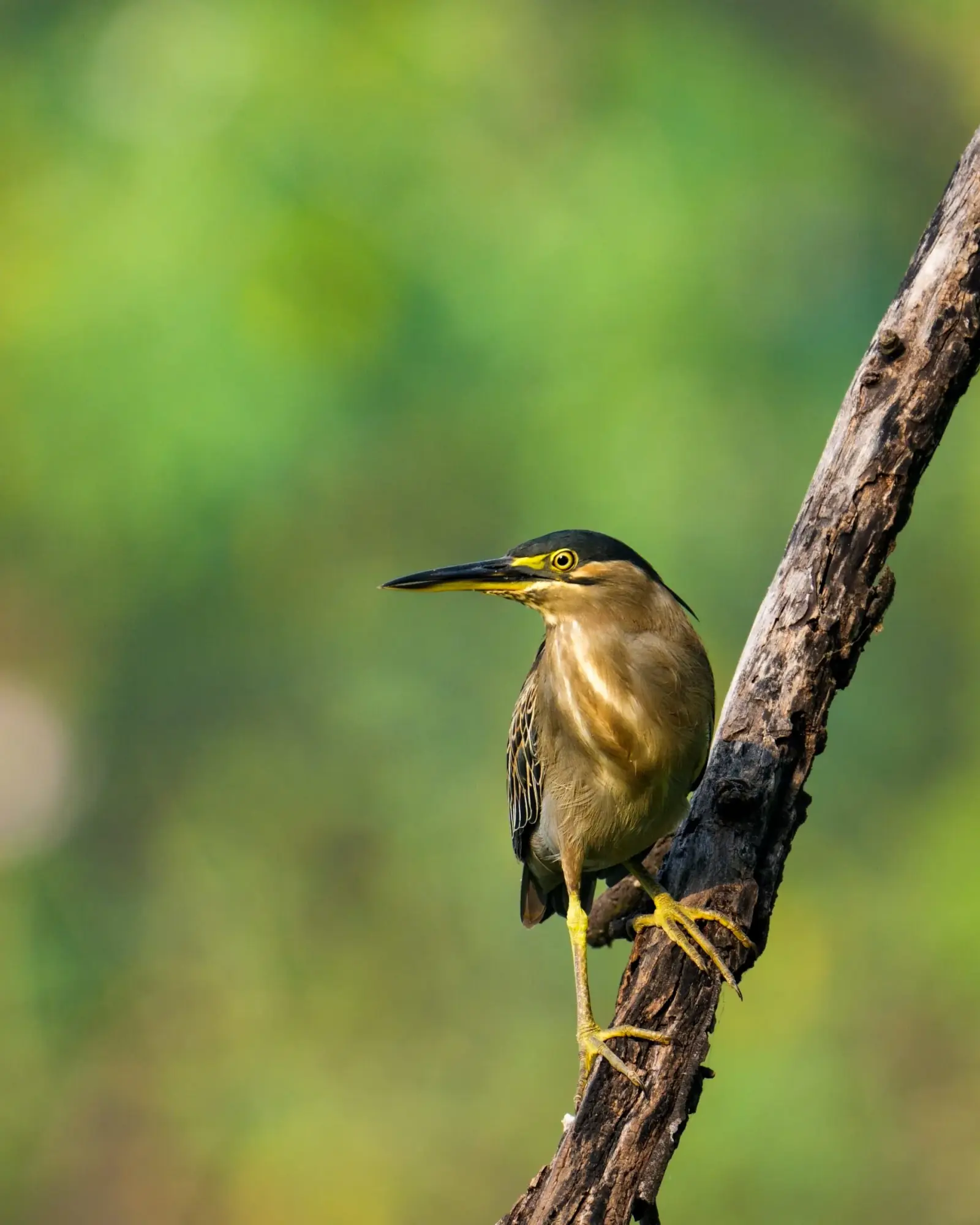 Little heron