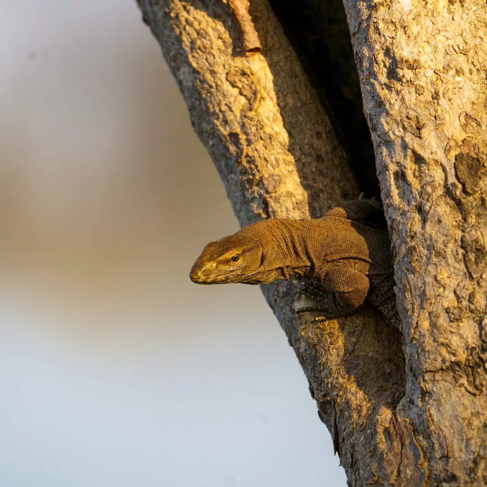 Monitor lizard