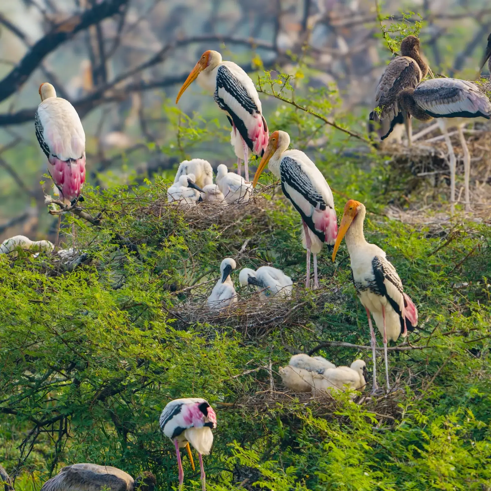 Painted storks nesting