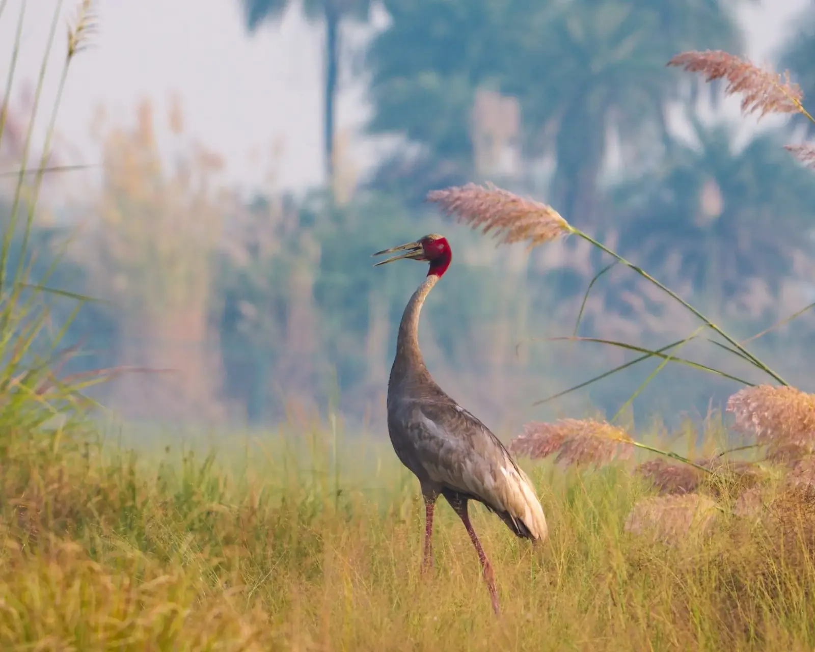Sarus crane