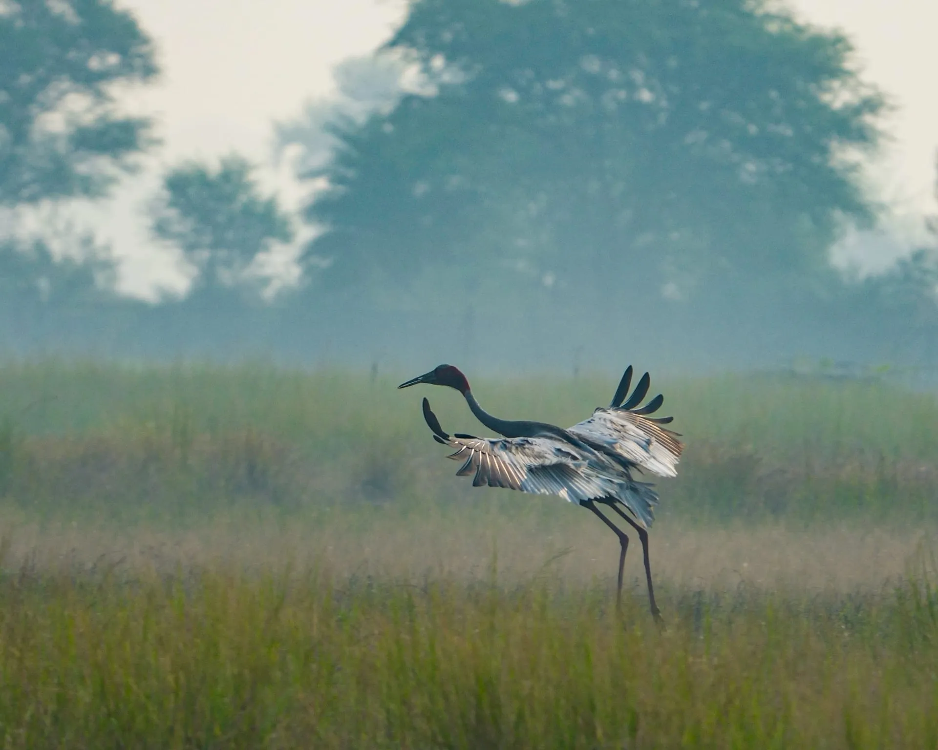 Sarus crane in flight