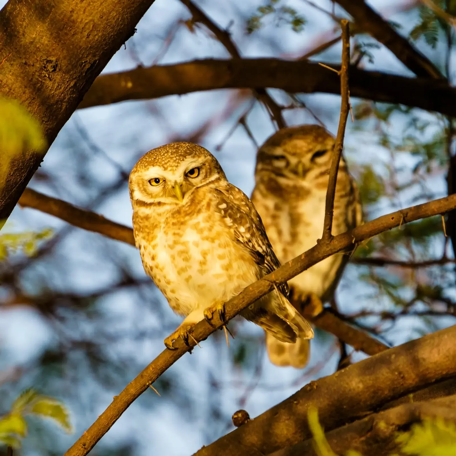 Spotted owlet