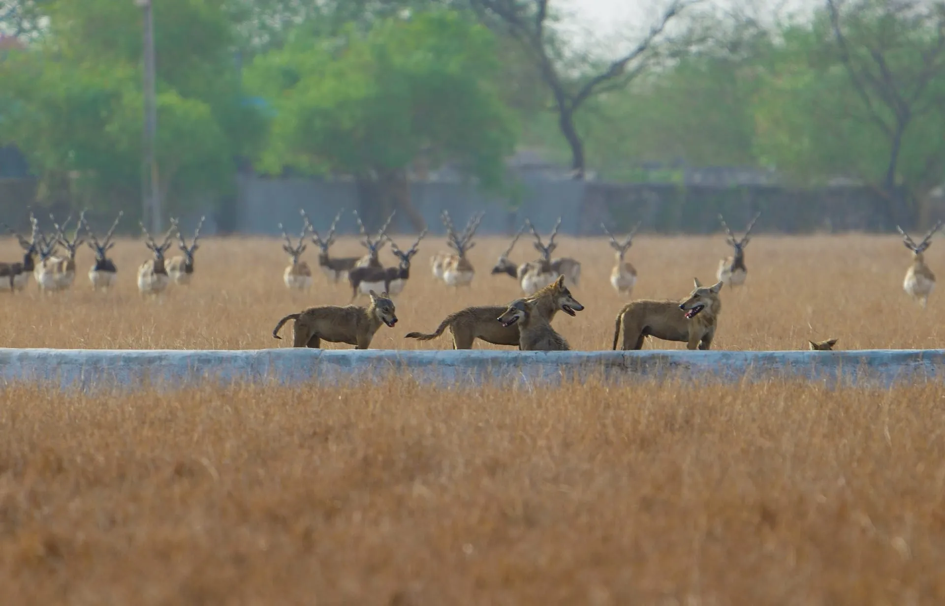 Blackbuck National Park