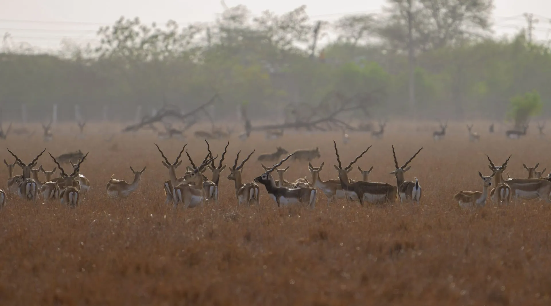 Blackbuck on the grassland