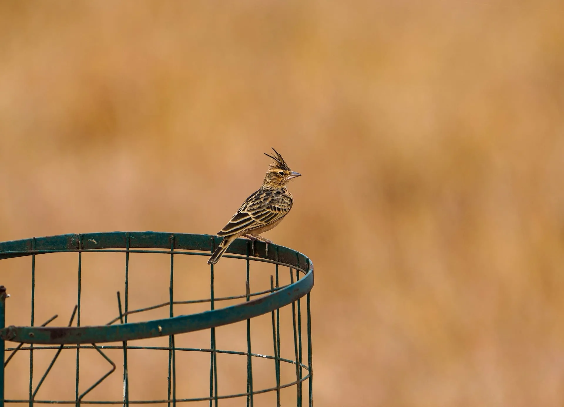 Crested lark