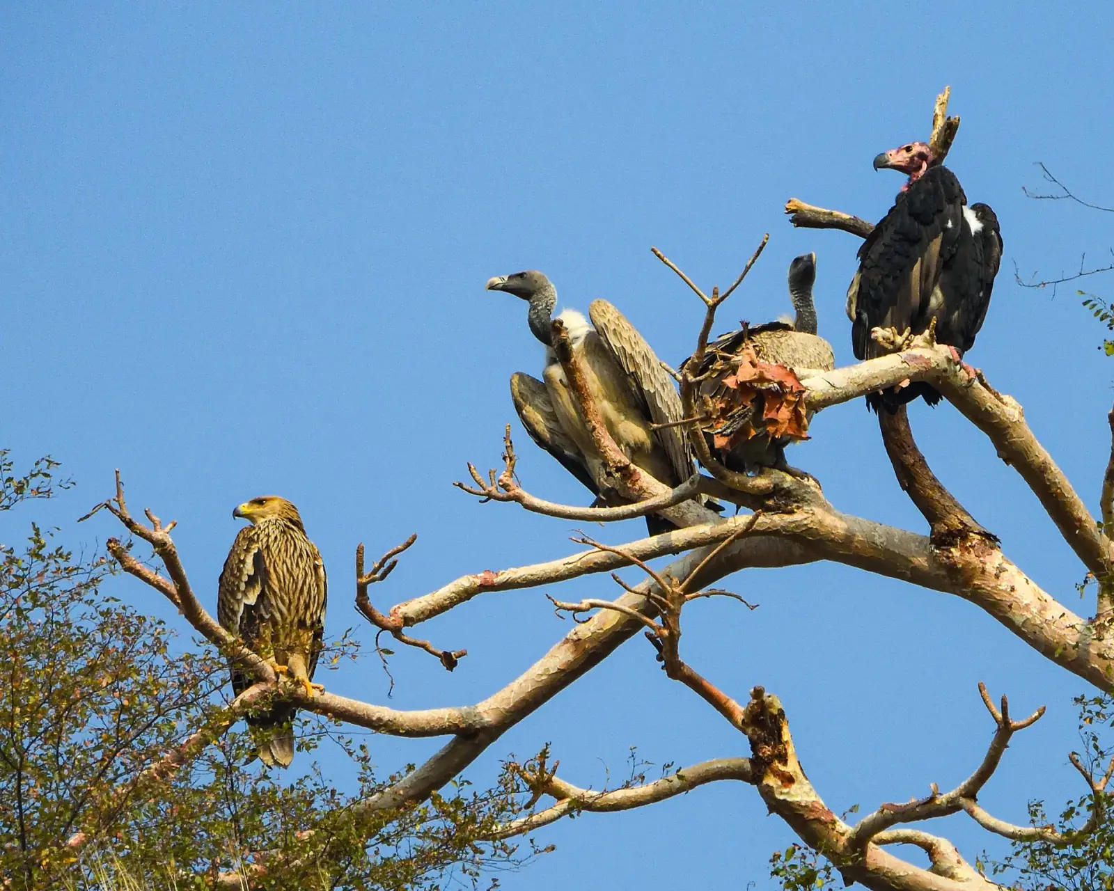 Birds of prey