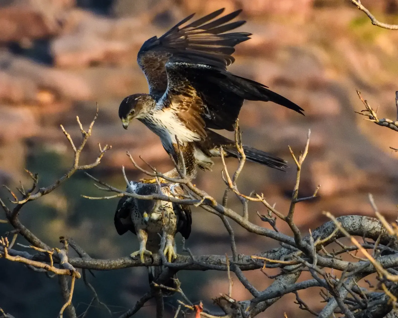 Bonelli's eagle