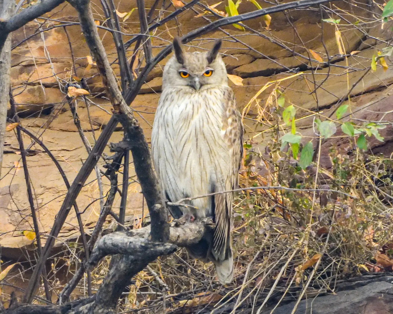 Dusky eagle-owl