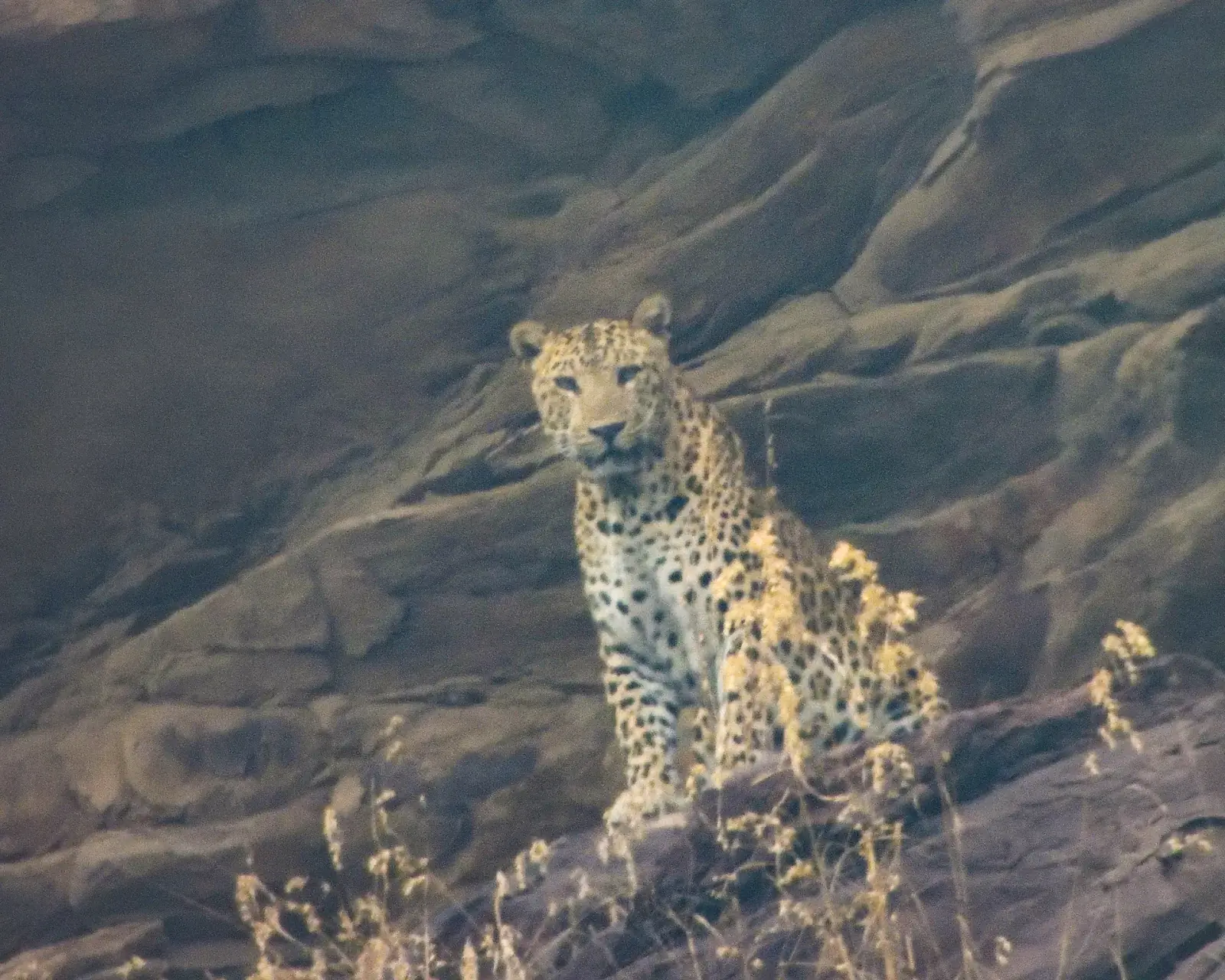 A leopard by the river