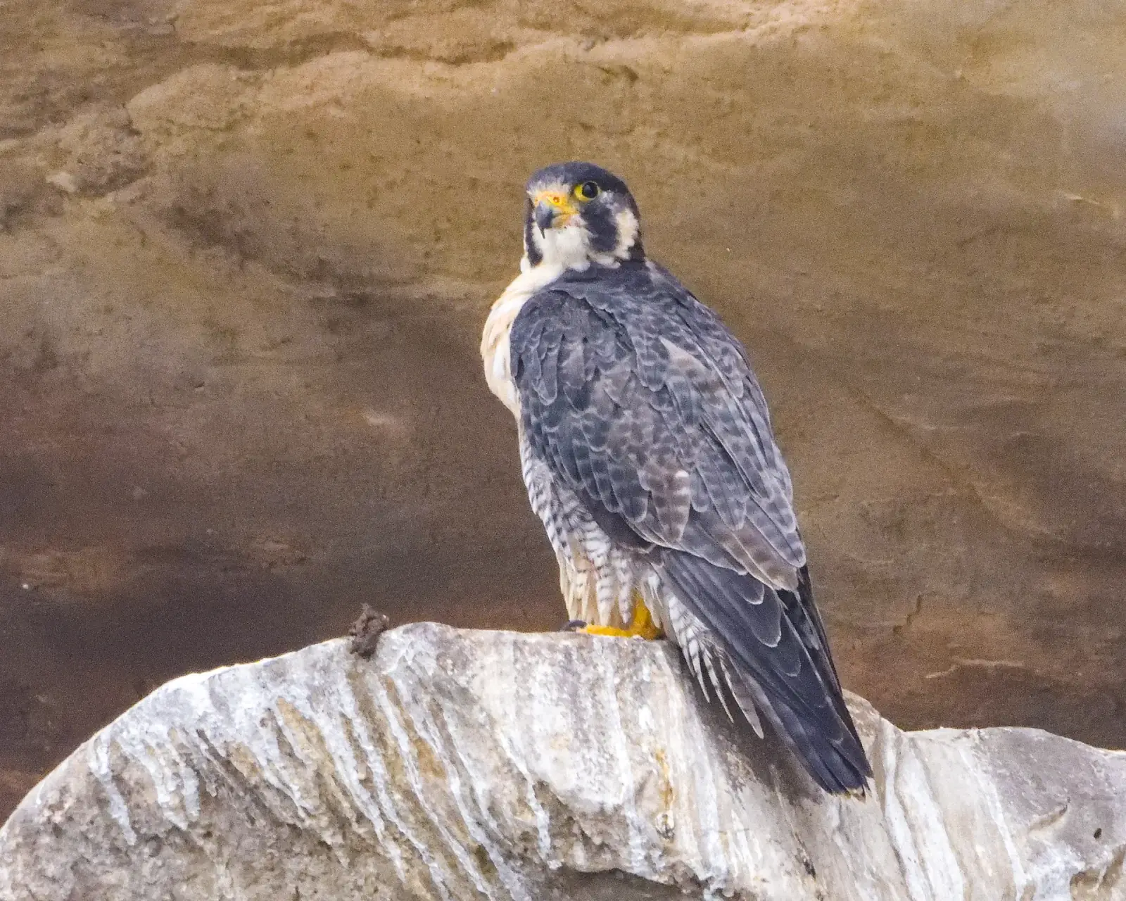 Peregrine falcon