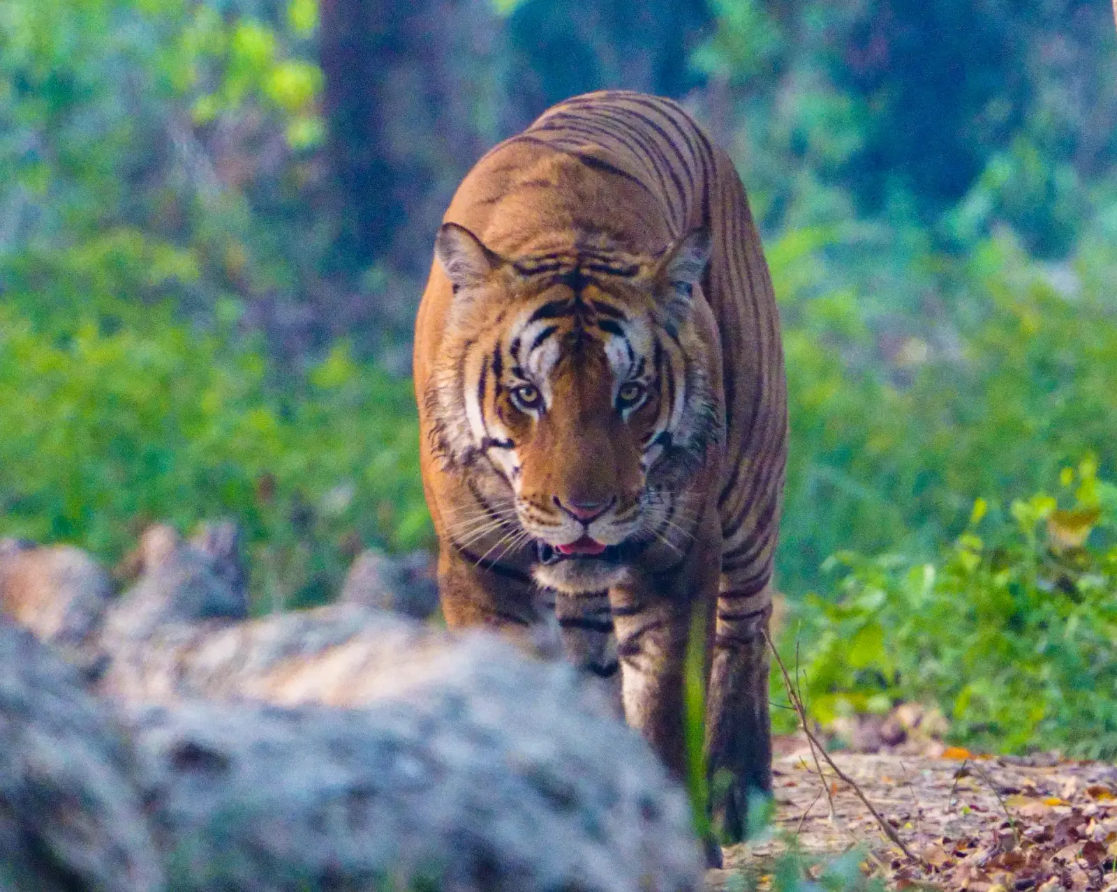 Dudhwa