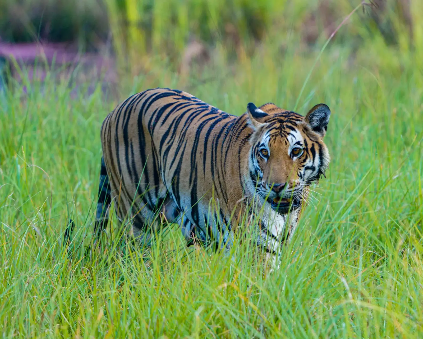 The Beldanda tigress