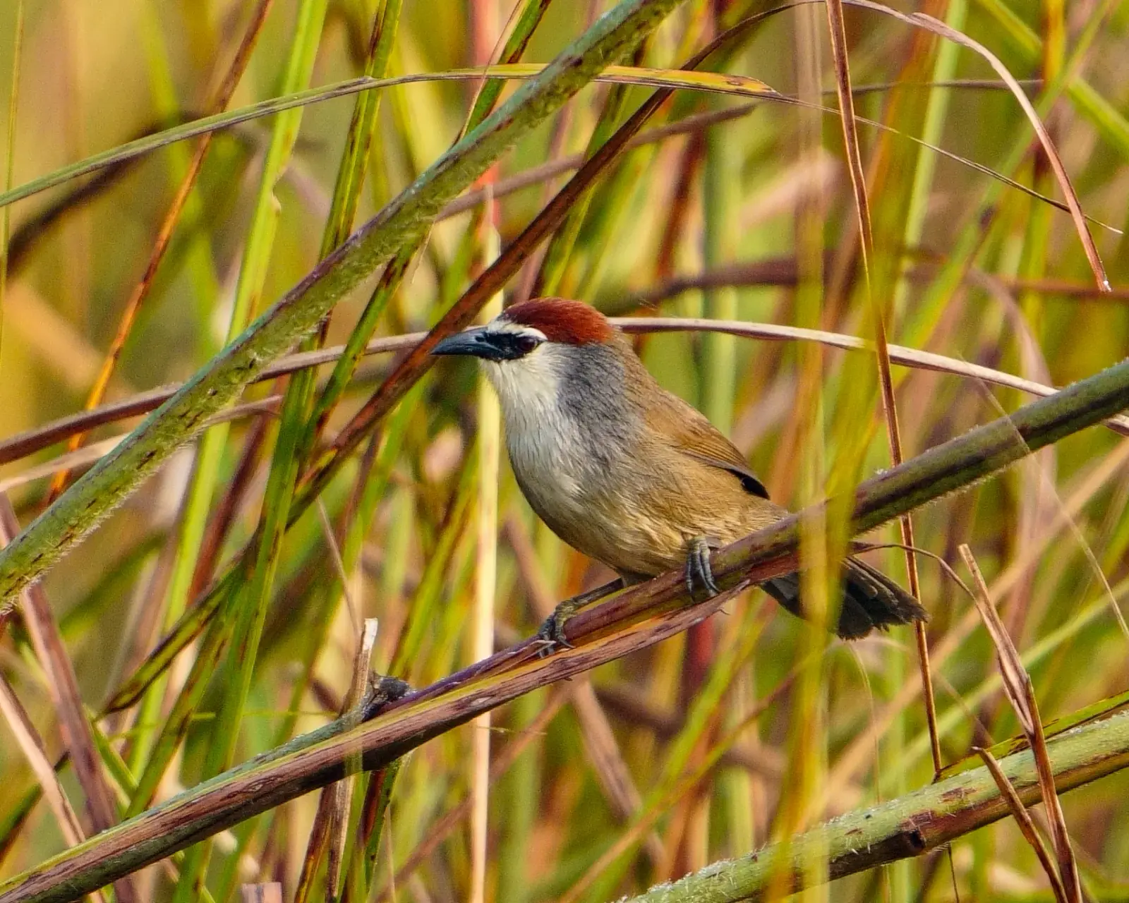 Chestnut-capped babbler