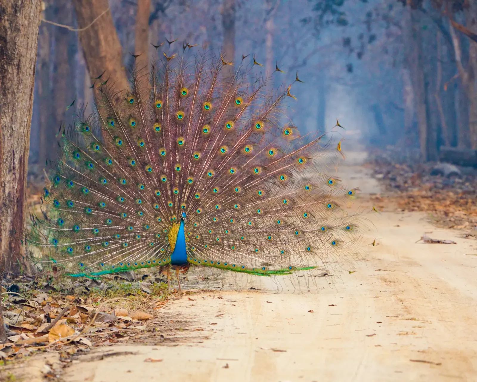 A dancing peacock