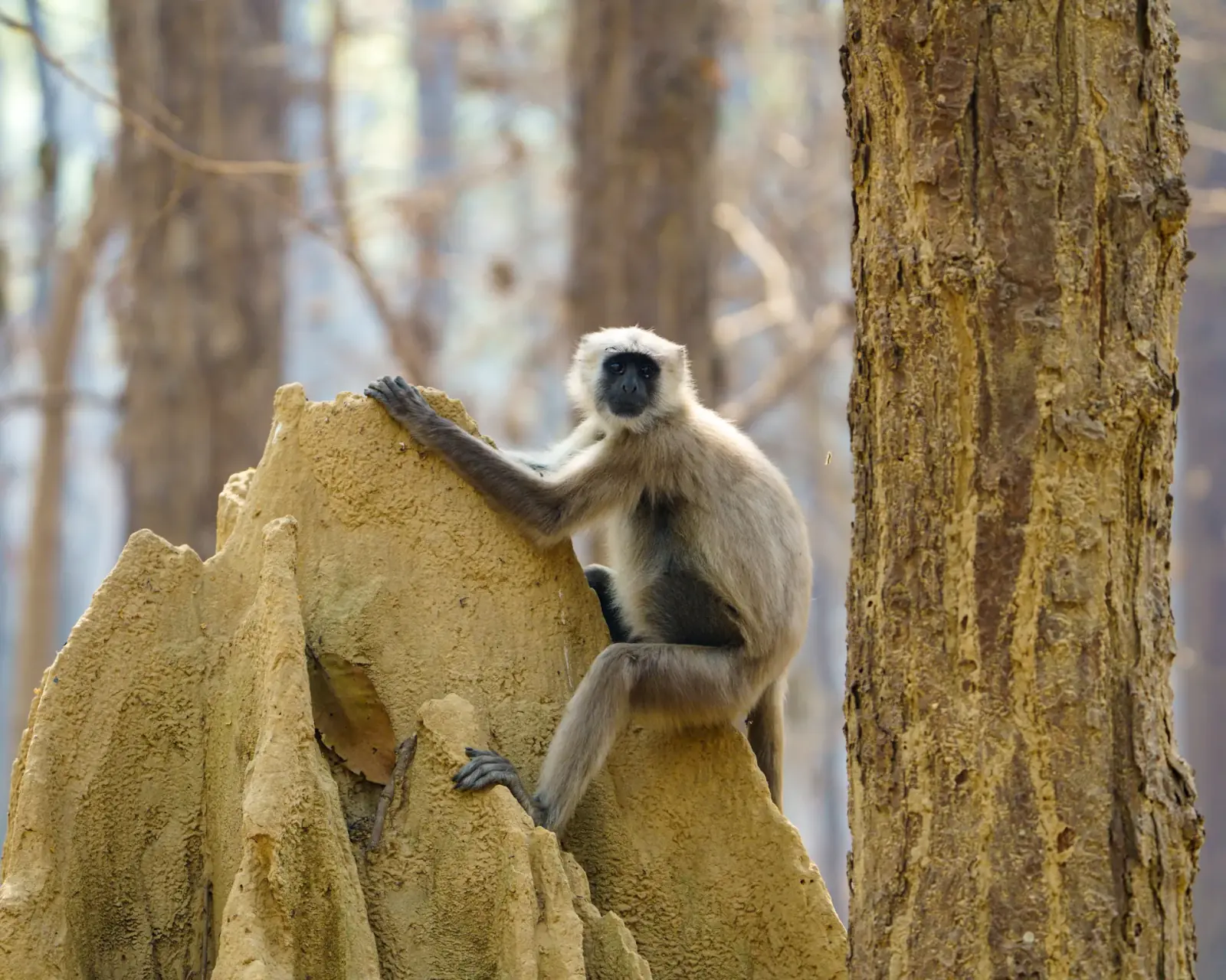 Langur on a termite hill
