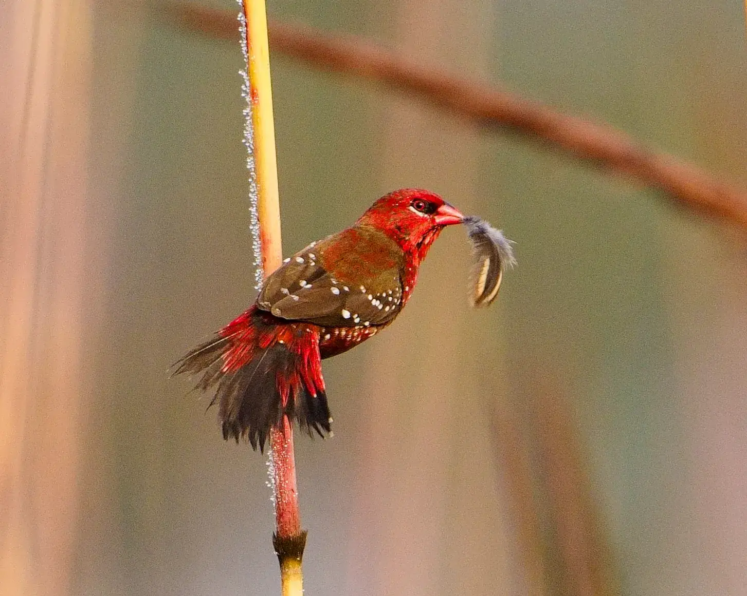 Red munia