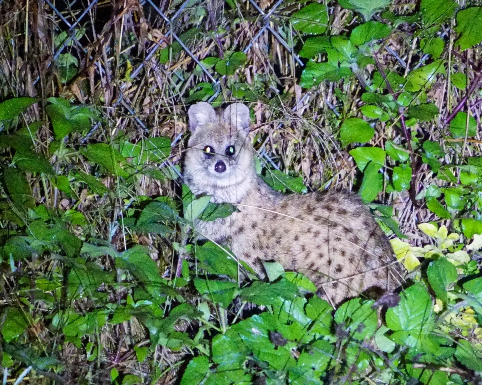 Small Indian civet
