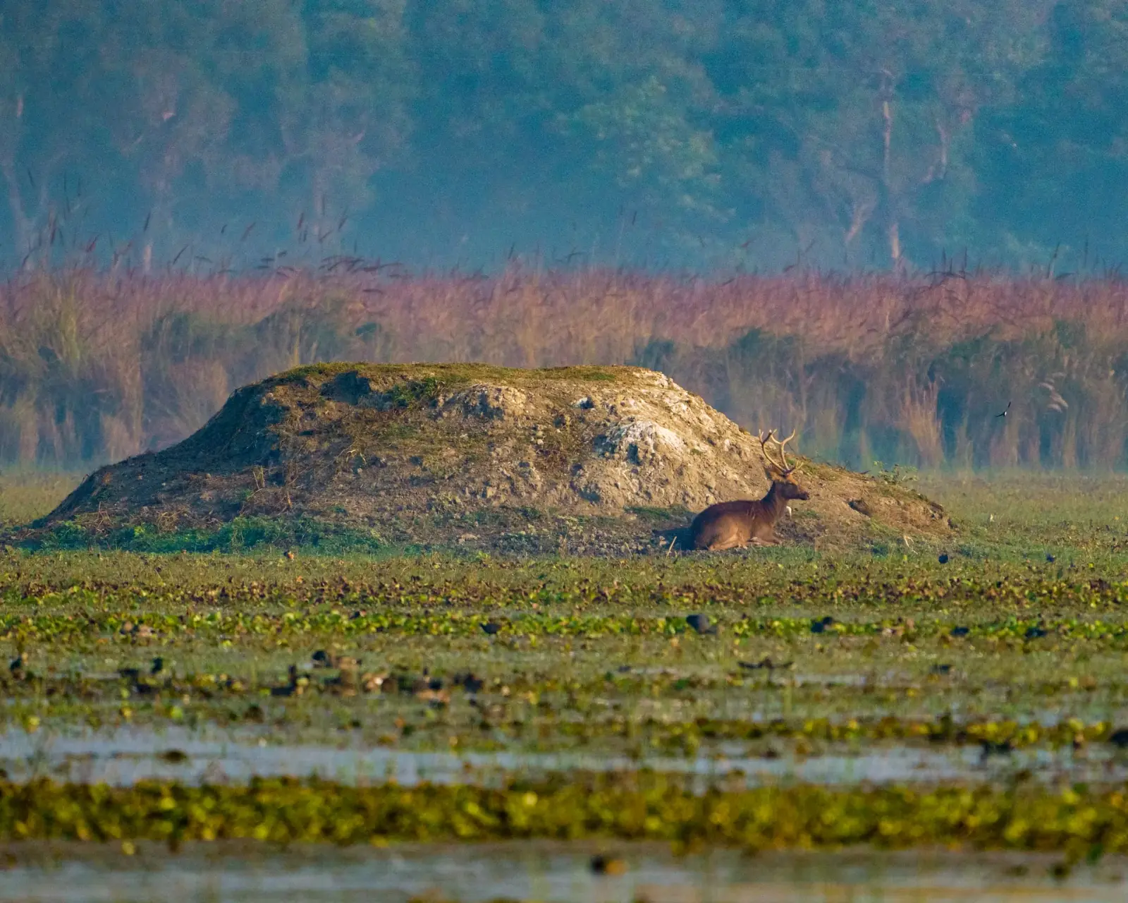 Swamp deer