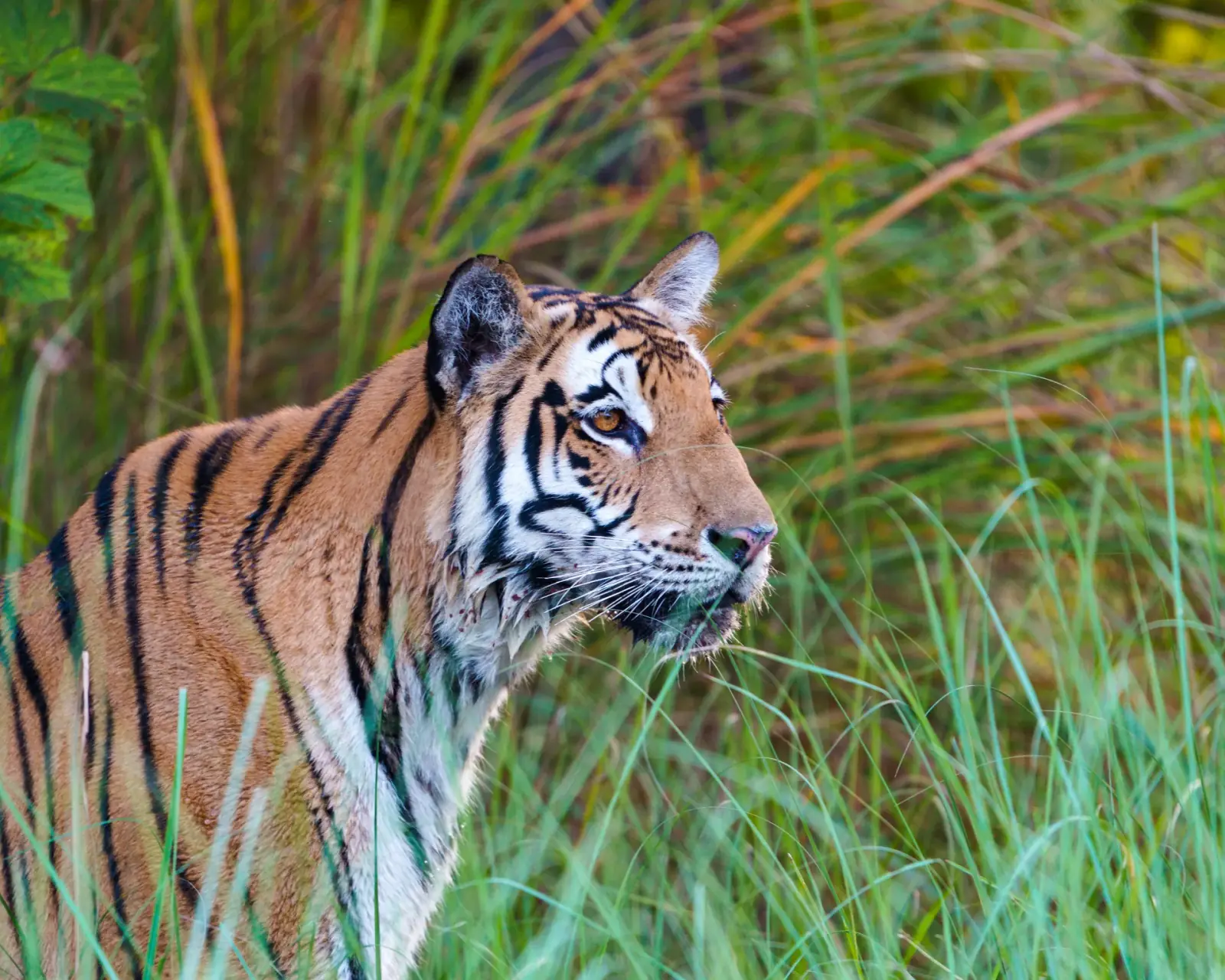 On the tiger's trail