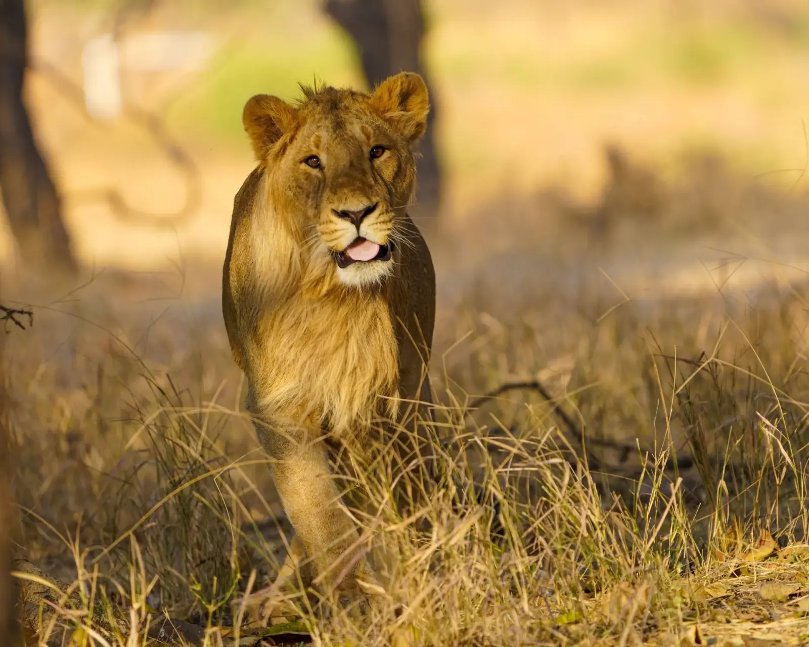 The Asiatic lion